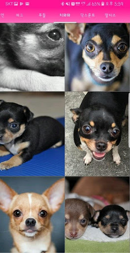 Puppy Wallpaper FHD Screen 2