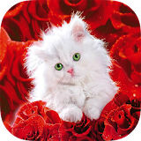 Cats HD Wallpapers icon