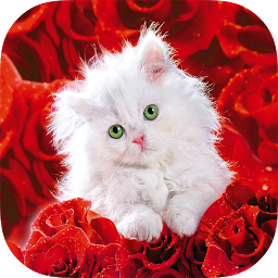 Icon image Cats HD Wallpapers