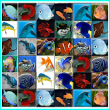 Fish Connect Onet icon