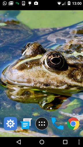 frog wallpaper Screen 2