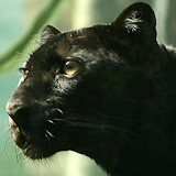 black panther live wallpaper icon
