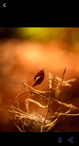 Special wallpaper for screen Screen 2
