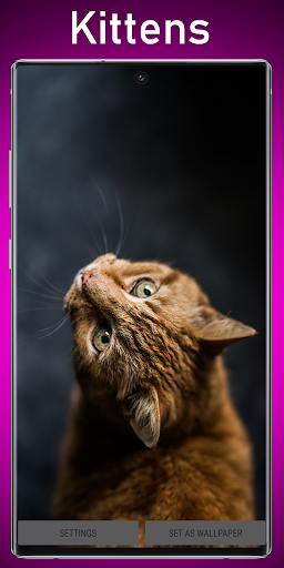 Android application Kittens Live Wallpaper screenshort