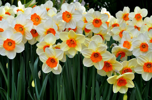 Daffodils Wallpaper HD Screen 3