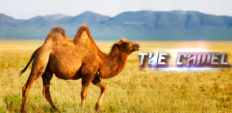 The Camel