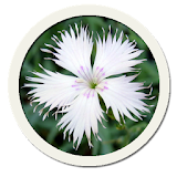 Beautiful Flower Pictures icon