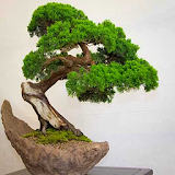 Theworld of bonsai icon