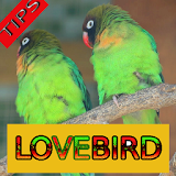 Tips Perawatan Burung Lovebird icon