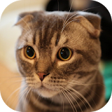 Pretty Cute Cat HD Wallpaper icon