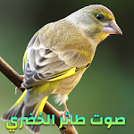 Cover Image of ดาวน์โหลด صوت طائر الخضري للتعليم - بدون نت 1.0 APK