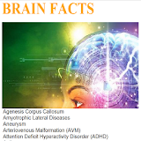Easy Brain Facts icon