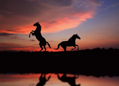 Horse Wallpapers 2