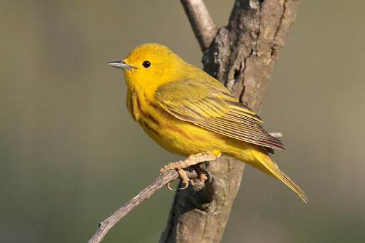 Yellow Wallpapers Screen 2