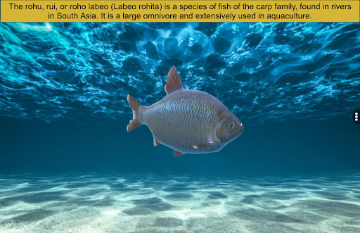 Diversity in Living: Pisces Screen 2