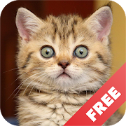 Cat sounds - play with cats 1.18 Icon