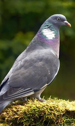 Pigeon Wallpaper