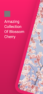 Blossom Cherry Wallpaper