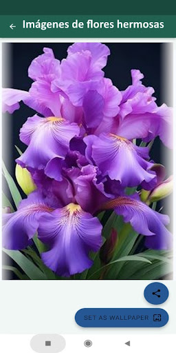 Imágenes de flores hermosas screenshot 6