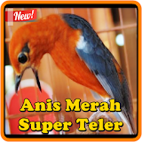 Kicau Anis Merah Super Teler icon