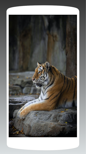 خلفيات النمر