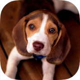 beagle wallpaper - dog icon