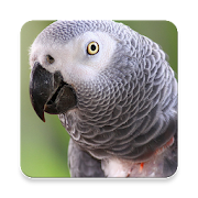 Grey Parrot Bird Sound Collections ~ Sclip.app