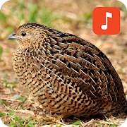 Brown Quail Bird Sounds