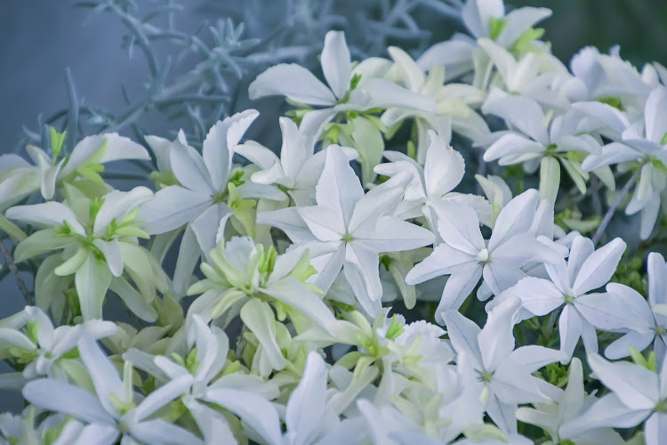 Jasmine Flower Wallpaper HD - Latest version for Android - Download APK