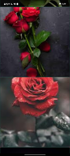 Android application Offline rose wallpapers screenshort
