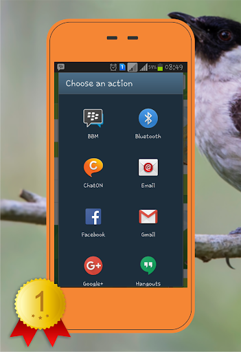 Sooty-headed Bulbul Screen 3