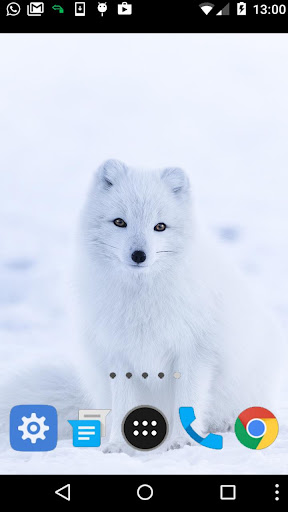 arctic fox wallpaper Screen 2