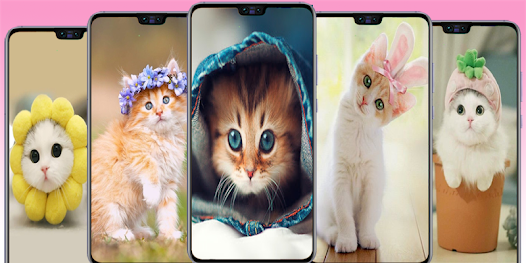 cat Wallpapers - cute kitten i - Apps on Google Play