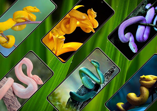 Android application Snake Wallpaper screenshort