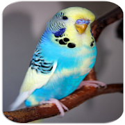 Parakeet sounds