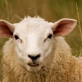 Funny Sheep Wallpapers HD FREE icon