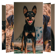 Doberman Dogs Wallpapers