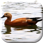 Duck Live Wallpaper Apk