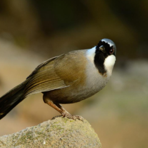 Black-throated laughingthrush logo