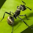 Planet Ant 0.0.1.1