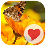 Cover Image of Download 650 Photos 1.0.1 APK