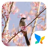 Cherry blossoms 91 Launcher Theme icon
