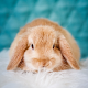 Rabbit Wallpaper - Cute Bunny