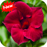 Red flower icon