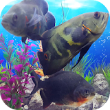 Oscar Fish Aquarium Video 3D icon
