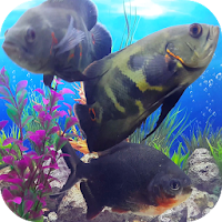 Oscar Fish Aquarium Video 3D