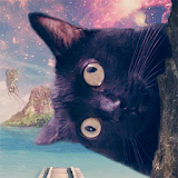 Silly Cat Wallpaper icon