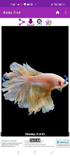Betta Fish Wallpaper Screen 3