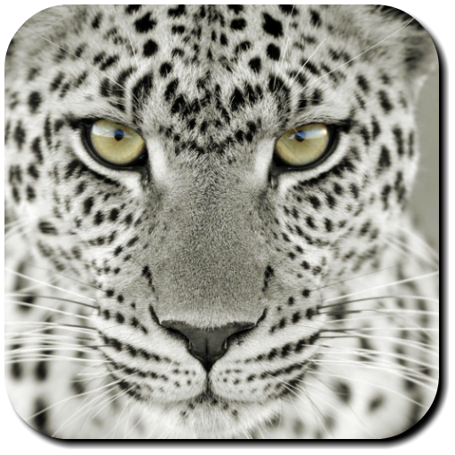 Leopard Wallpapers