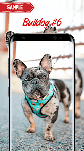 Captura de Pantalla 18 Bulldog Wallpaper android